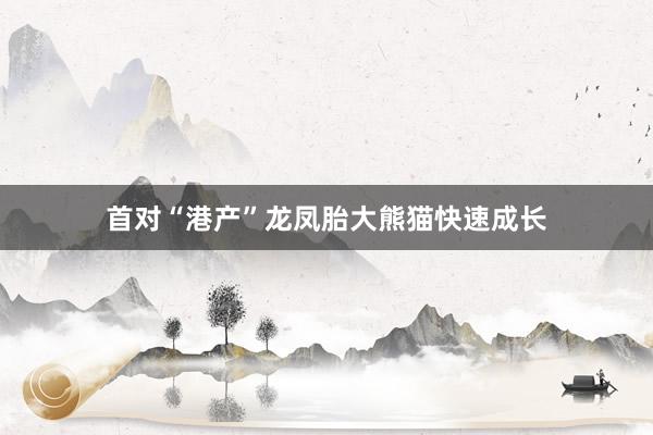 首对“港产”龙凤胎大熊猫快速成长